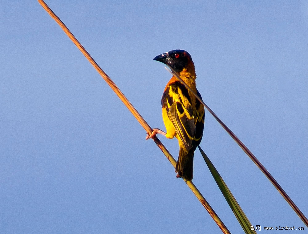 黑头织雀 记录版