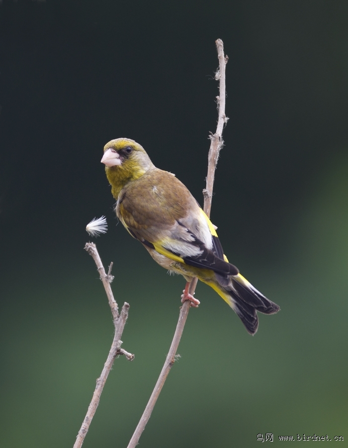 上午拍的金丝雀
