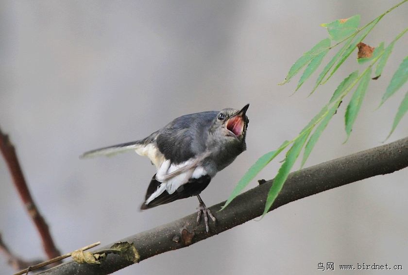 鹊鸲幼鸟的神态