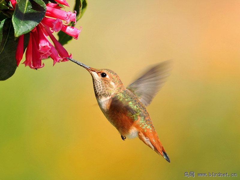 【宽尾煌蜂鸟】《二》