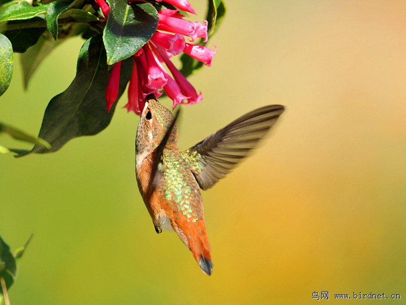 【宽尾煌蜂鸟】《二》