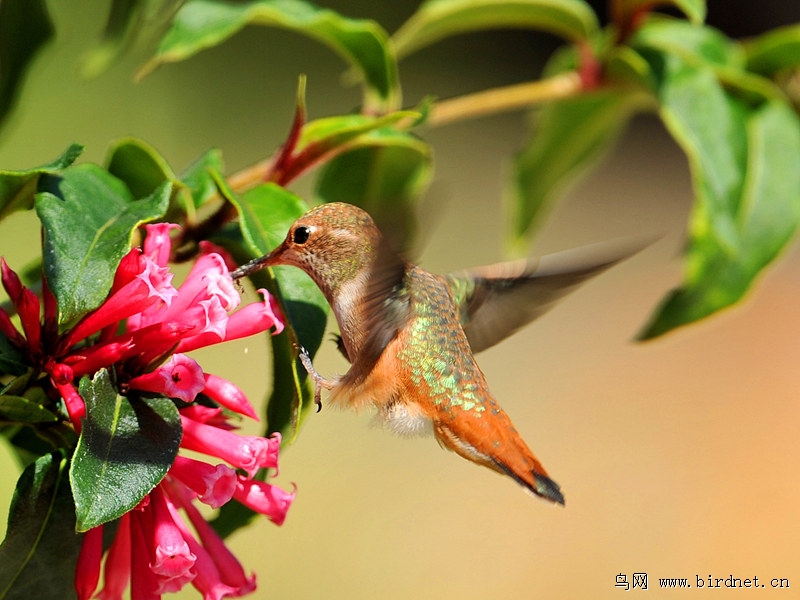 【宽尾煌蜂鸟】《二》