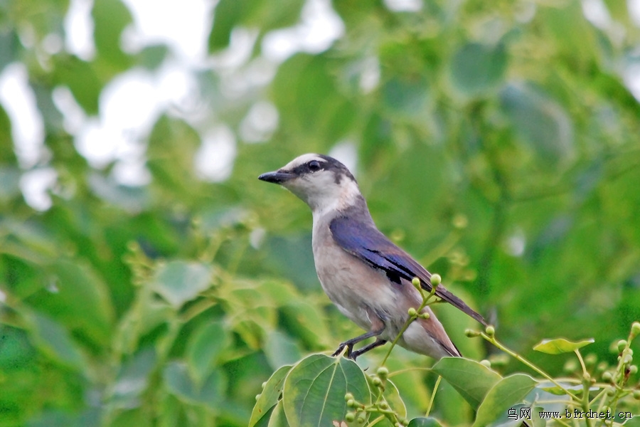 小灰山椒鳥