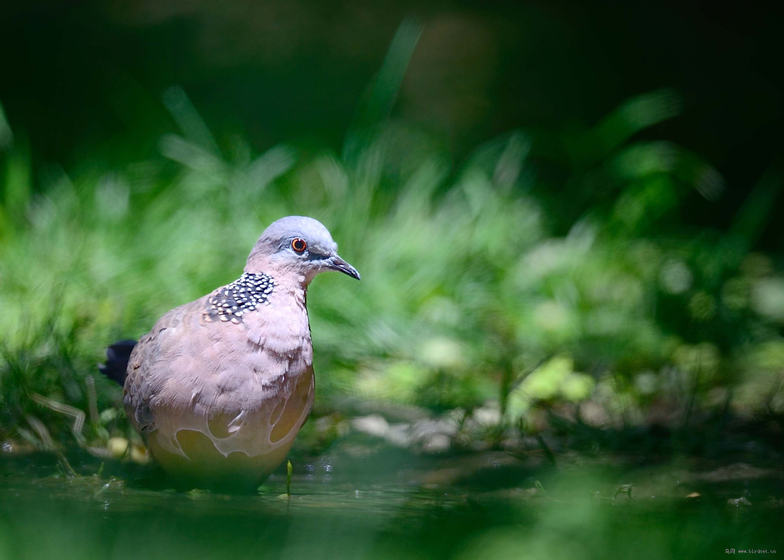 珠颈斑鸠灰斑鸠