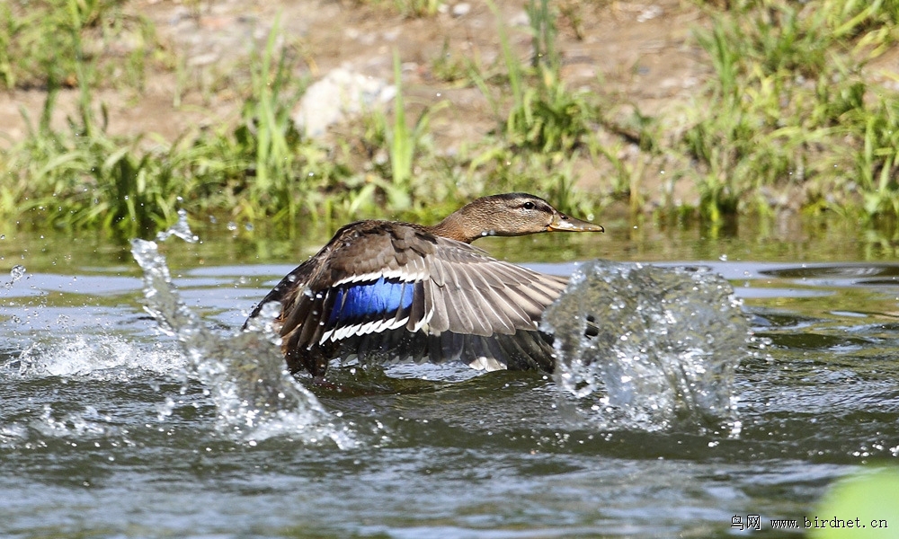 笨鸭,摔了一个大跟头!