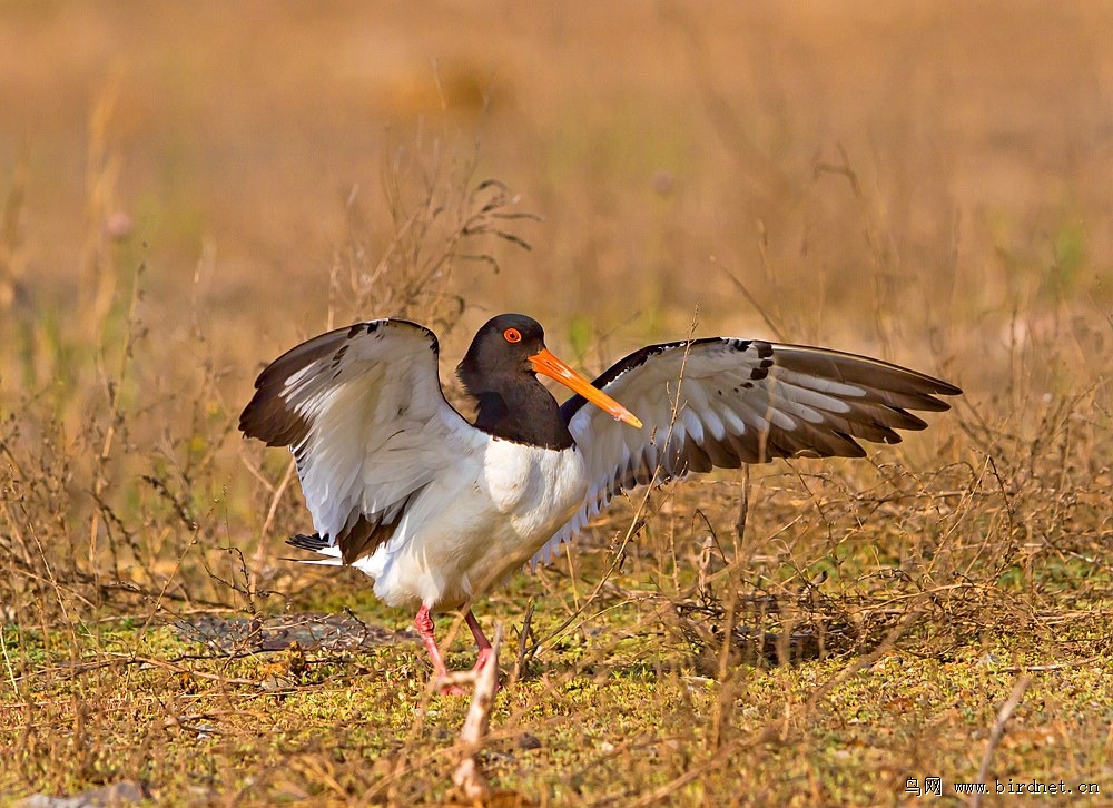 再拍蛎鹬 - 辽宁版 liaoning 鸟网