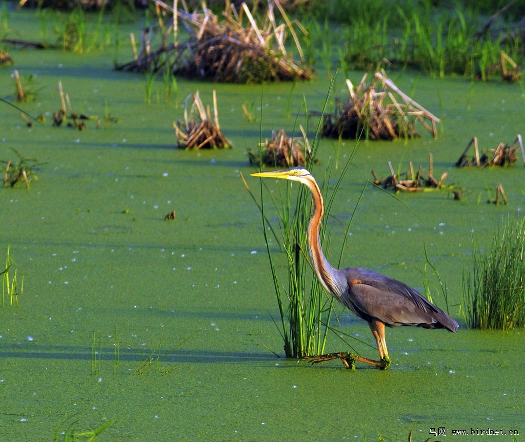 草鹭