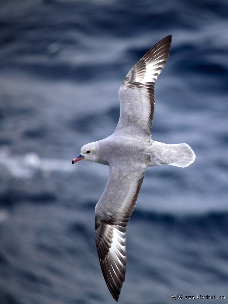 暴风鹱管鼻鸌又名暴风鸌