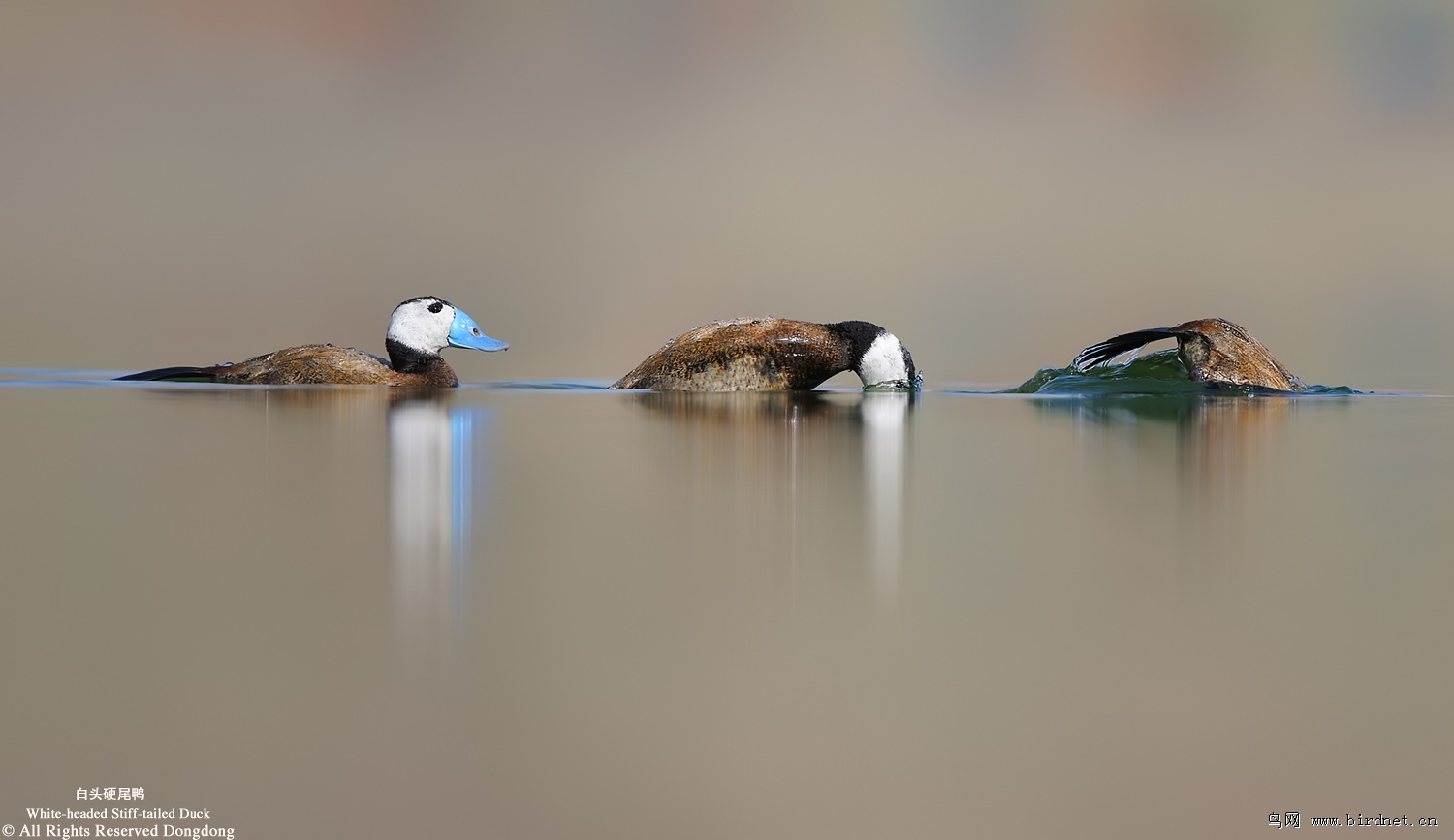 (白头硬尾鸭)白湖之怅