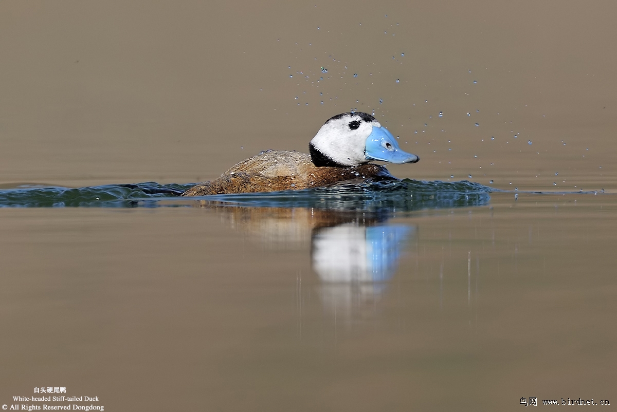 (白头硬尾鸭)白湖之怅