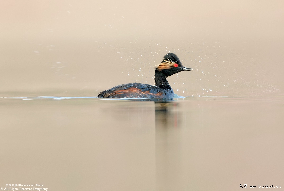 (白头硬尾鸭)白湖之怅