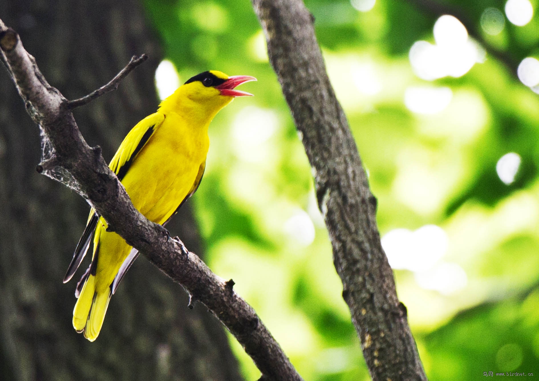 鹂鸣-- 黑枕黄鹂 - 林鸟版鸟网