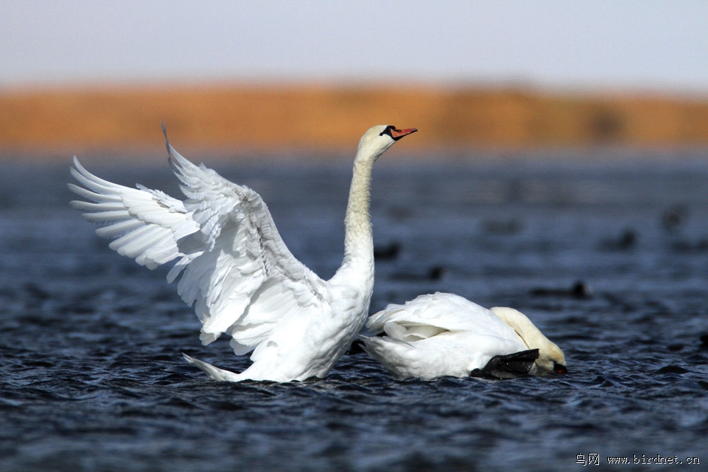 乌梁素海疣鼻天鹅《夏》
