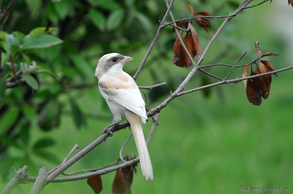 野外惊现白色伯劳