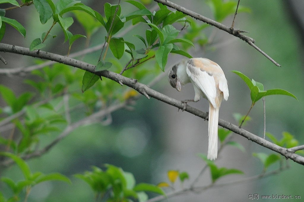 野外惊现白色伯劳