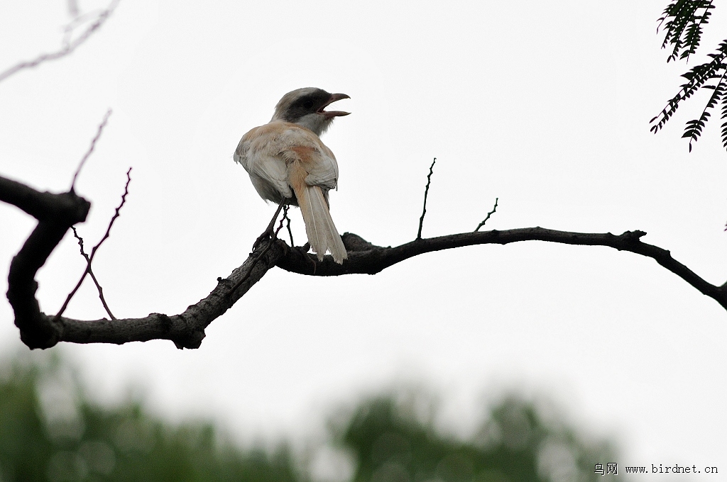野外惊现白色伯劳