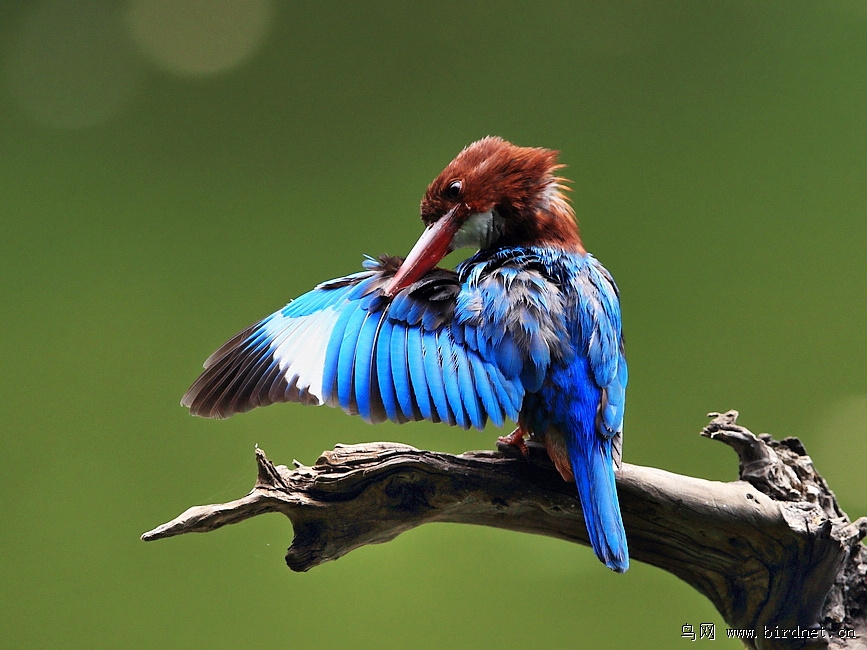 白胸翡翠秀羽毛