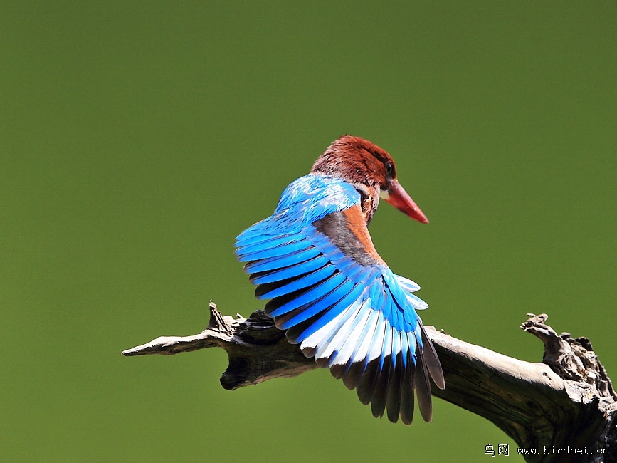 白胸翡翠秀羽毛