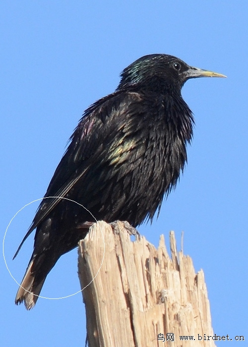 巨型黑鸟图片