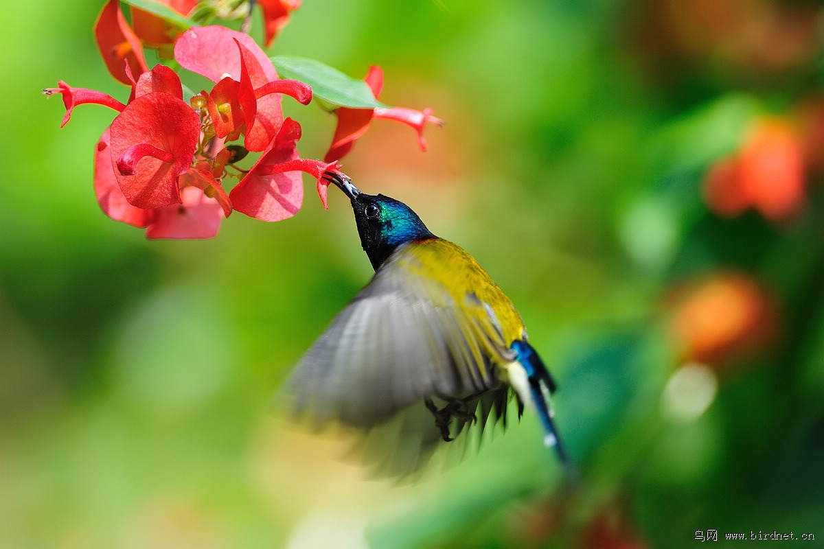 徽州山人—花中精靈—叉尾太陽鳥.