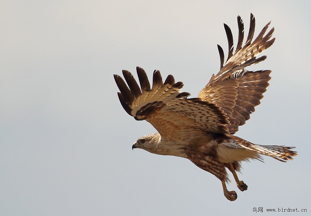 棕尾鵟拍摄于新疆
