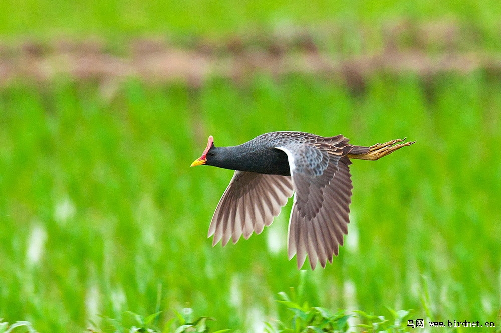 鸟网辽宁版二季度每日一图集锦