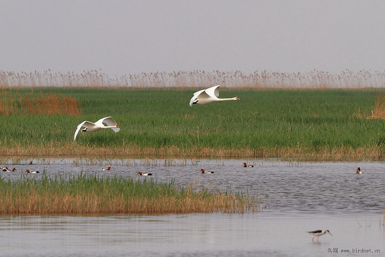 鸟网辽宁版二季度每日一图集锦
