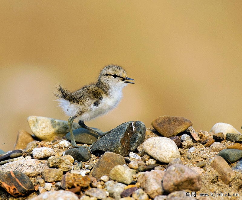辽宁版二季度首页精华集锦 - 辽宁版 liaoning 鸟网