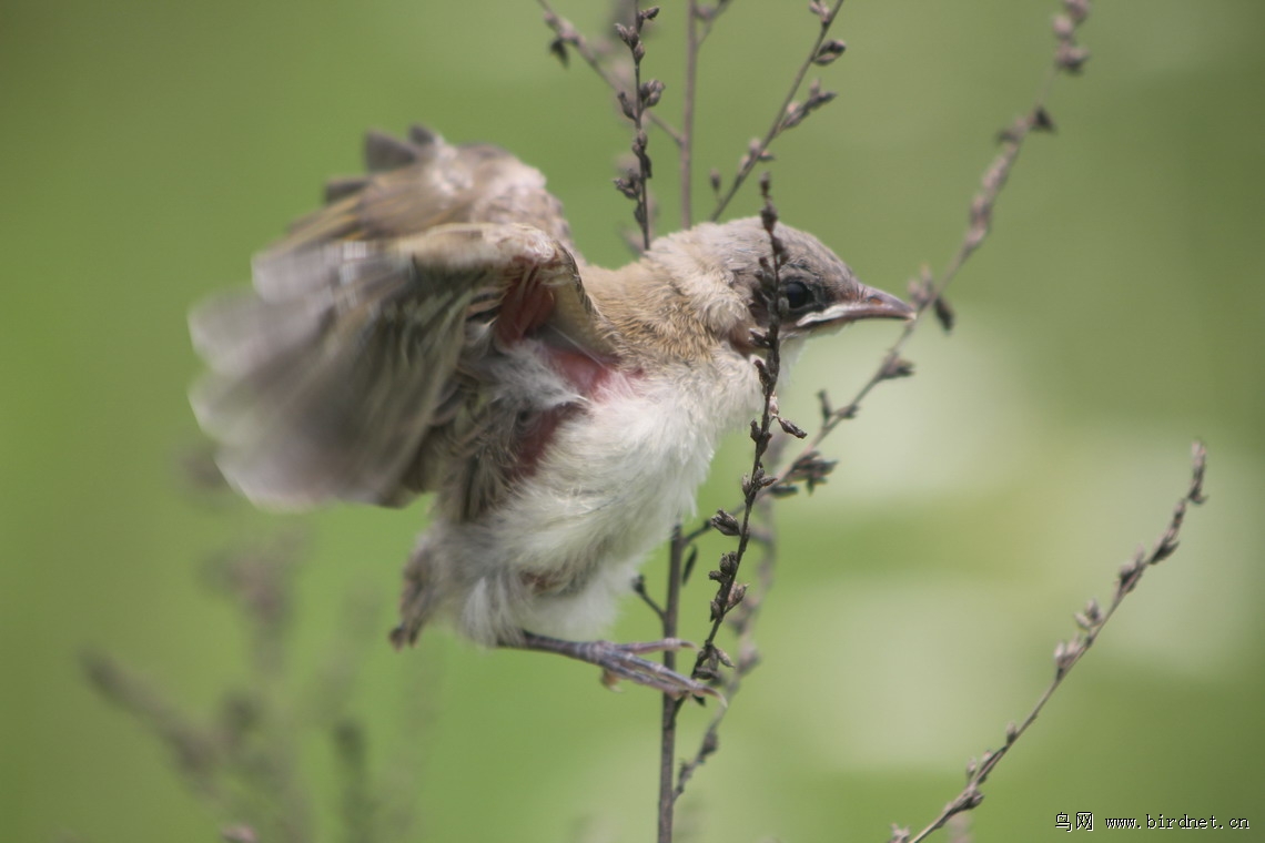 白头翁幼鸟学飞蓬蒿间放梦青云天