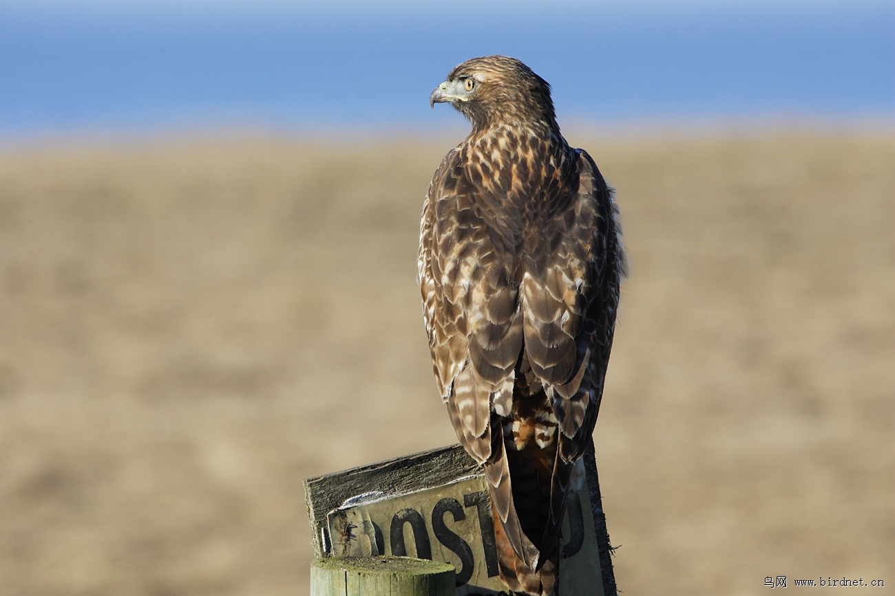 (红尾鵟)一组原幅美州红尾鵟.