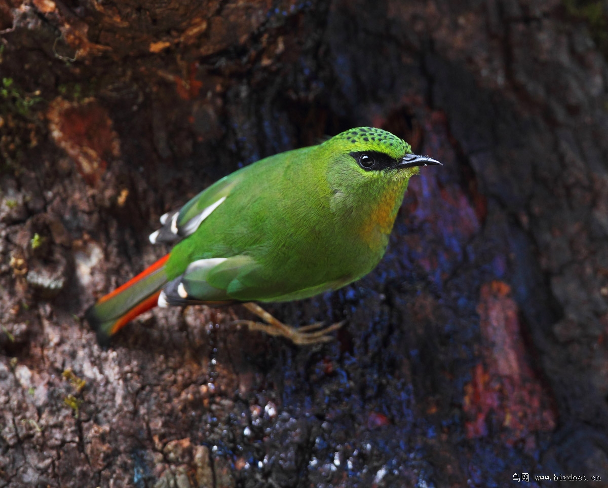 当充满灵性的眼神与你接触的一刹那,你会感受到心灵的震撼.