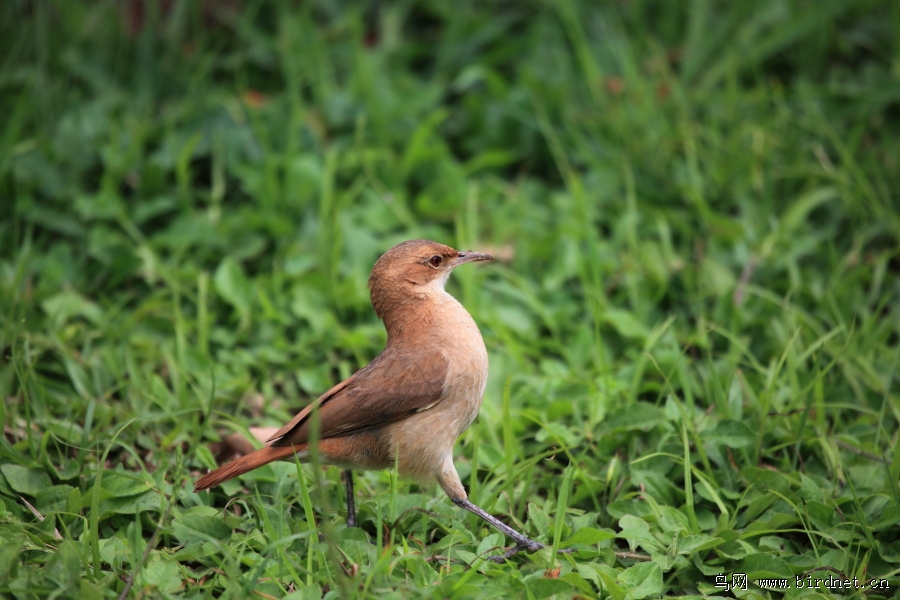 阿根廷国鸟棕灶鸟