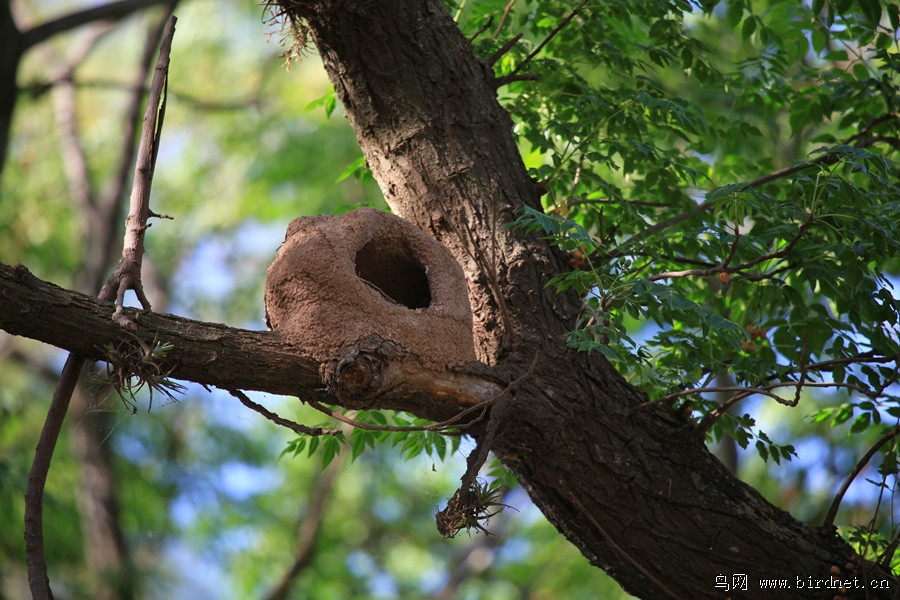 该鸟极具特色的面包型鸟窝.