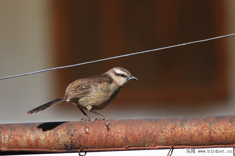 阿根廷国鸟棕灶鸟