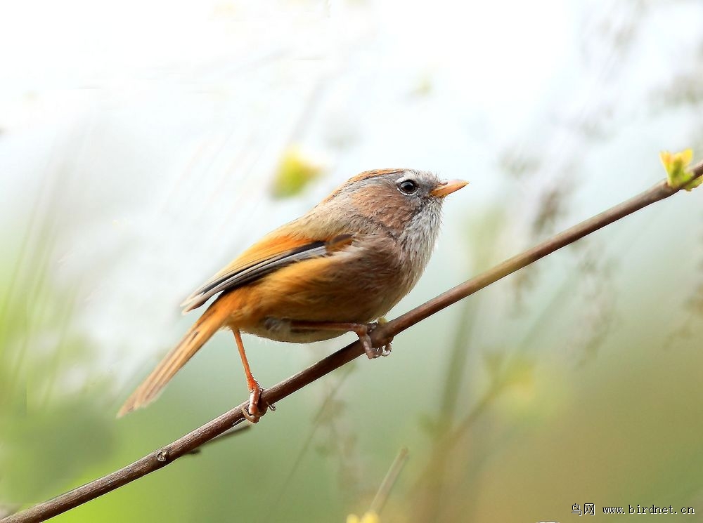 非常少见棕头雀鹛