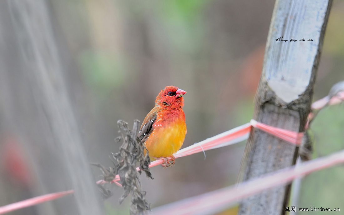 红梅花雀 amandava amandava - 重庆版 chongqing 鸟网