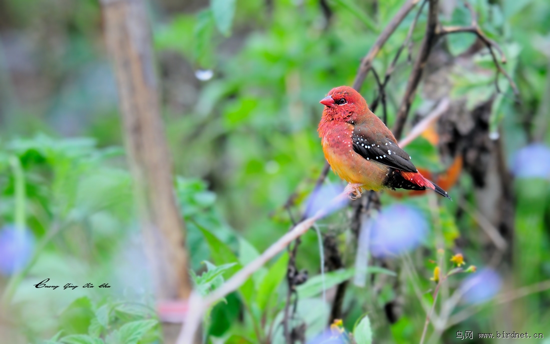 红梅花雀 amandava amandava - 重庆版 chongqing 鸟网