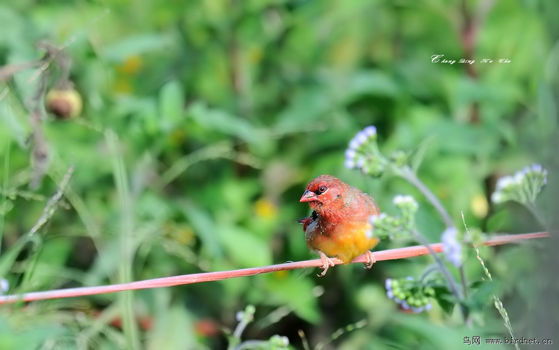 红梅花雀 amandava amandava - 重庆版 chongqing 鸟网