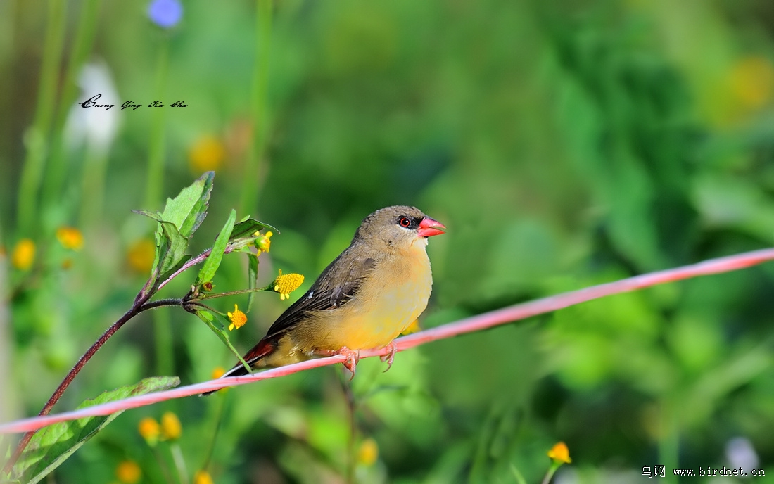 红梅花雀 amandava amandava - 重庆版 chongqing 鸟网