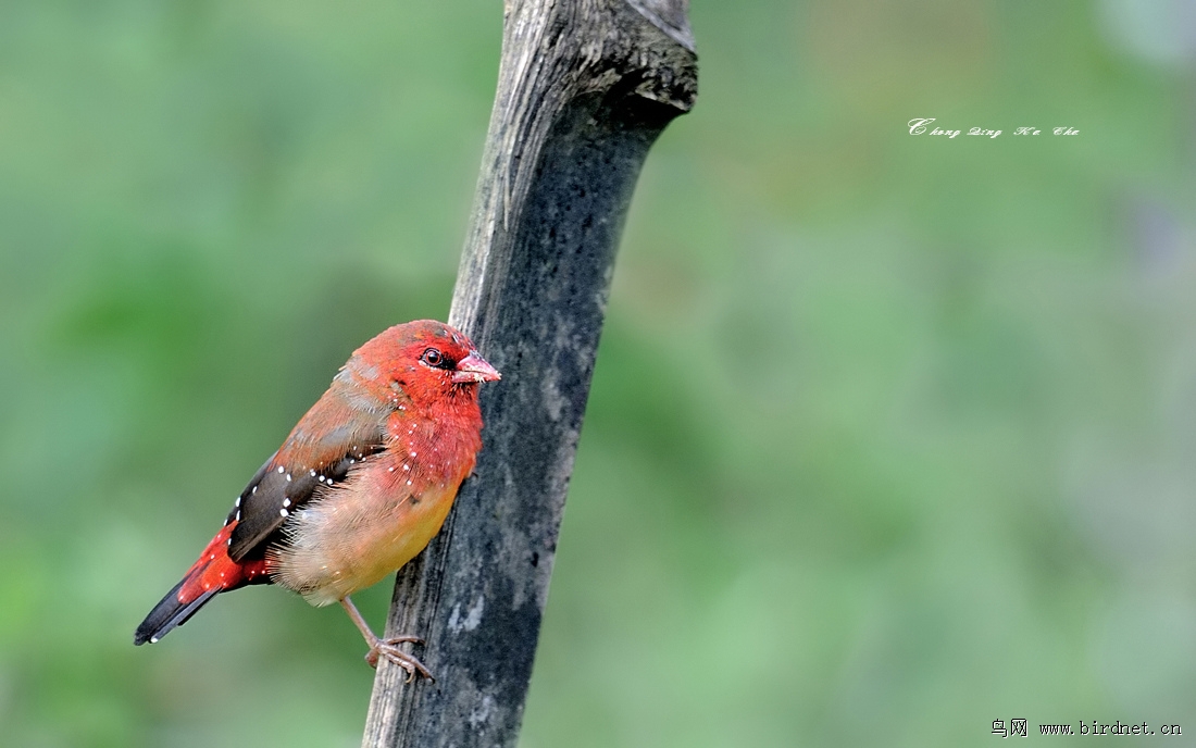 红梅花雀 amandava amandava - 重庆版 chongqing 鸟网