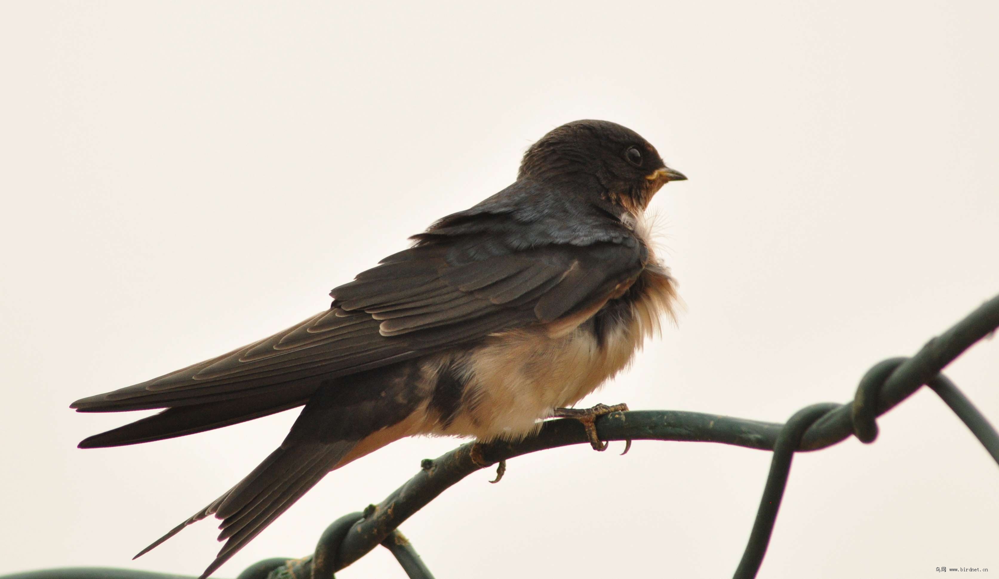 今年的小燕子渐渐长大了