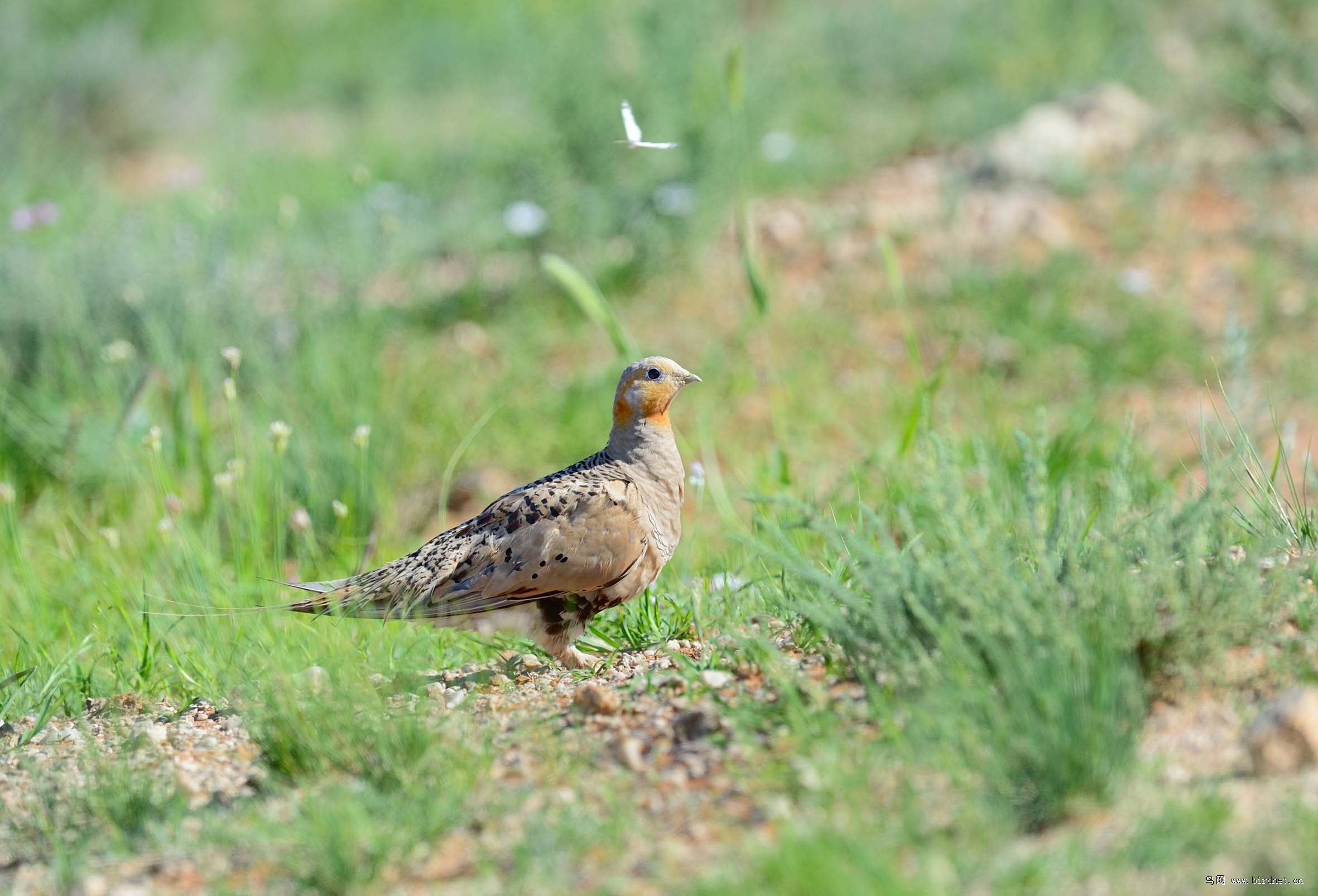 毛腿沙鸡毛腿沙鸡