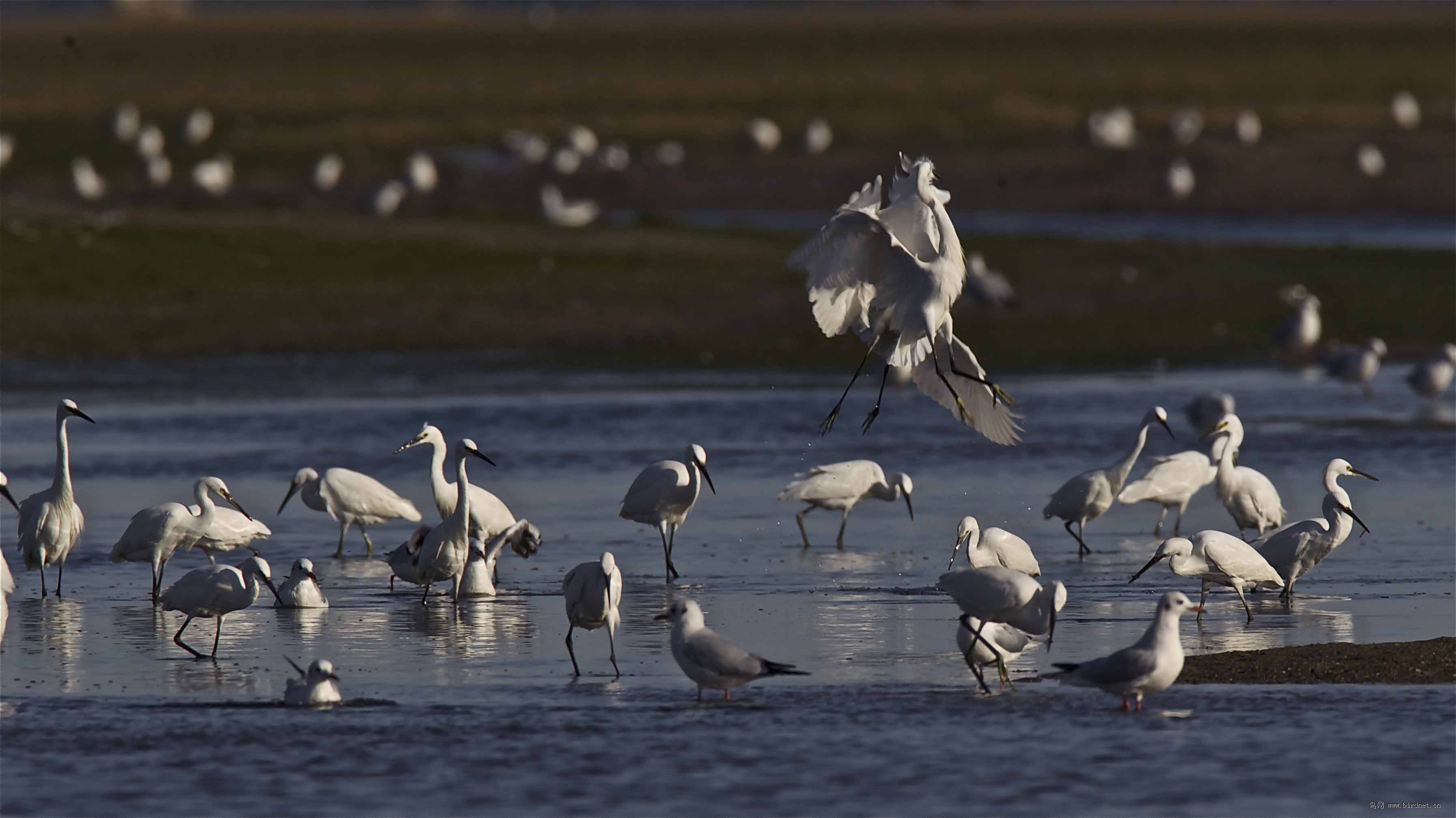 白鹭北戴河的鹭鸟日趋增多