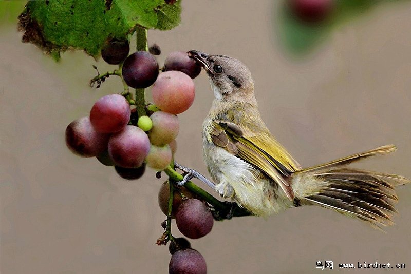 新鸟吃葡萄不知从何下口