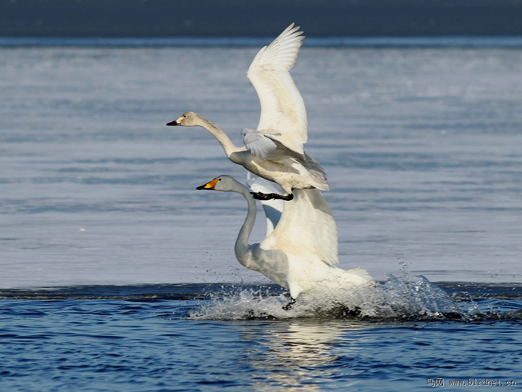 荣成天鹅湖,一只大天鹅和一只小天鹅飞在一起,大天鹅和小天鹅的特征