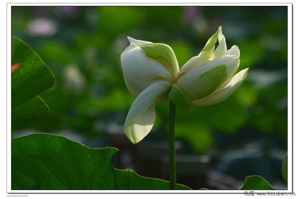 白色并蒂莲花(2012)