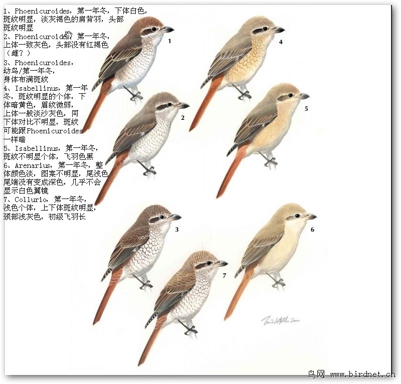 红背伯劳棕尾伯劳以及红尾伯劳