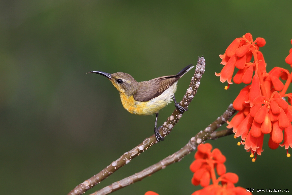 色影无界——探寻花蜜——黄腹花蜜鸟