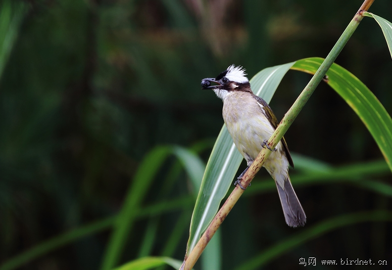 黑脸噪鹛,白颊噪鹛,苇莺,白头鹎