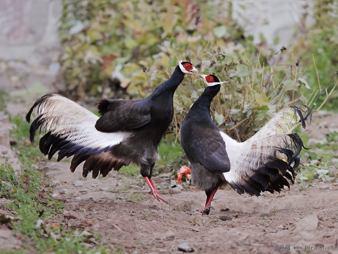 (红腹锦鸡)老高兄参赛作品